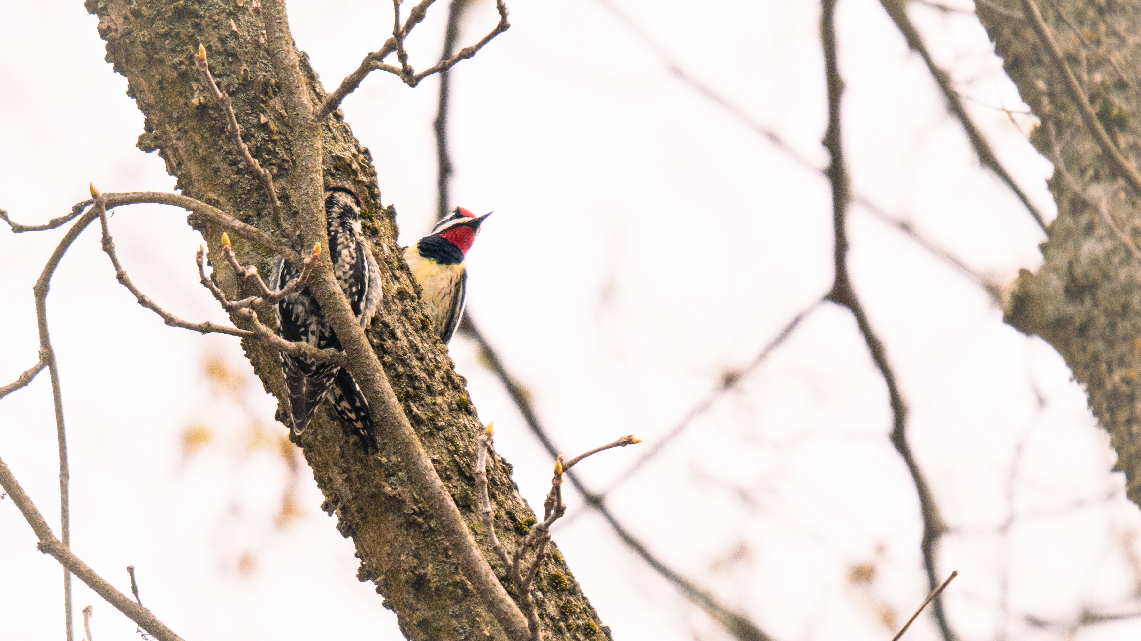 Two yello belly sapsuckers on a branch