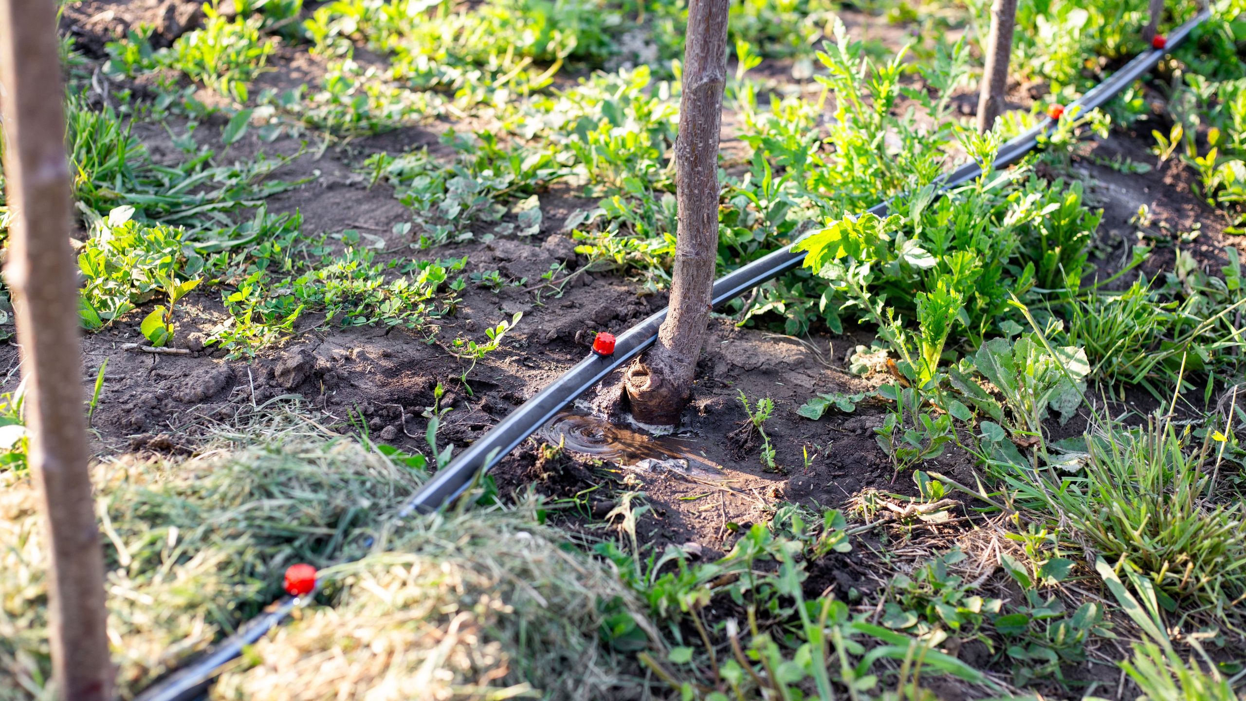Can you use an irrigation system during a hosepipe ban? It could be the loophole you need to keep your garden watered this summer