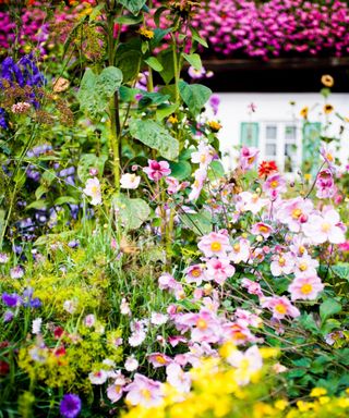 A cottage garden with tall green plants, light pink and yellow flowers below these, and a white building behind them with dark purple flowers on top