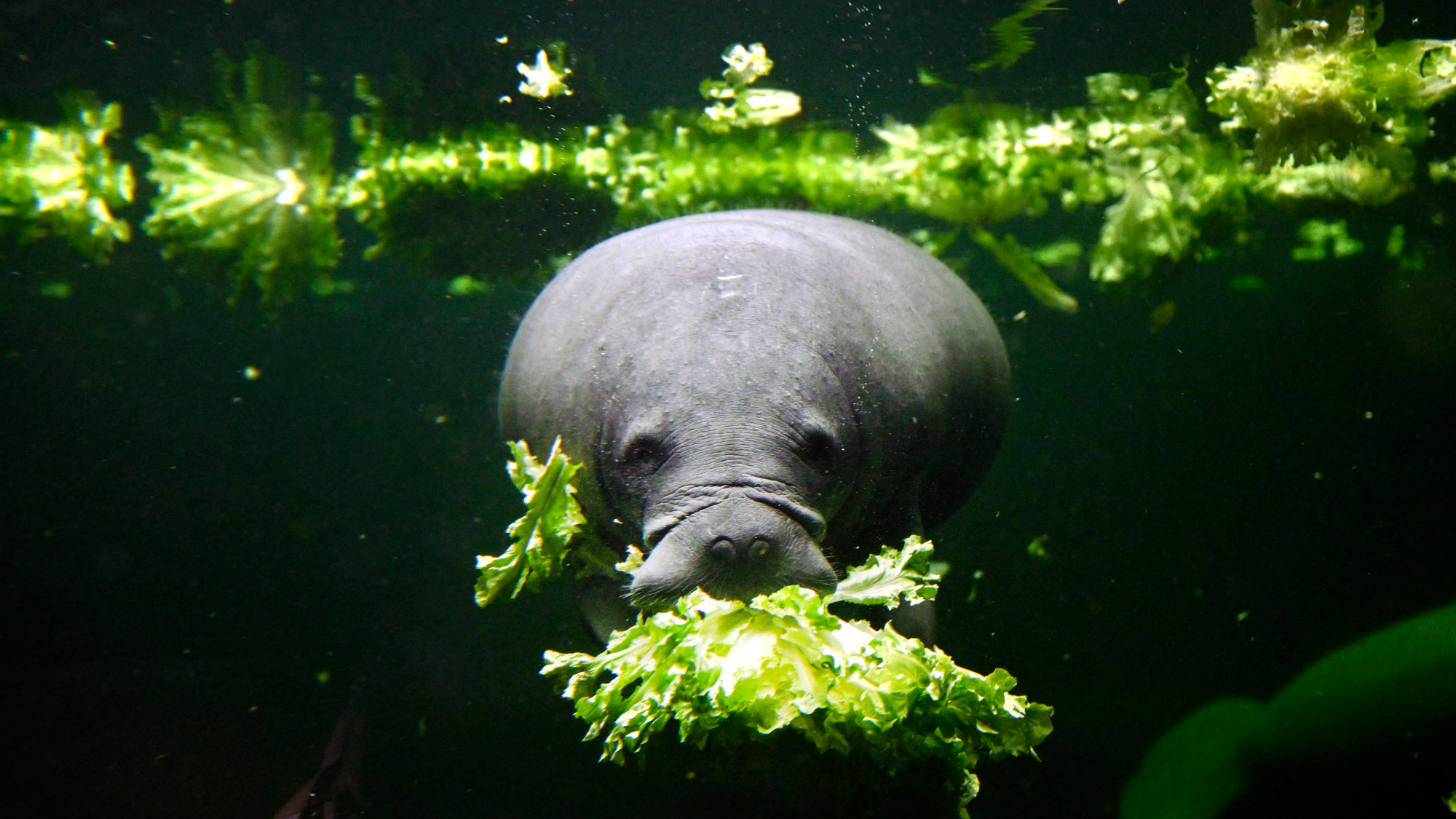 A manatee