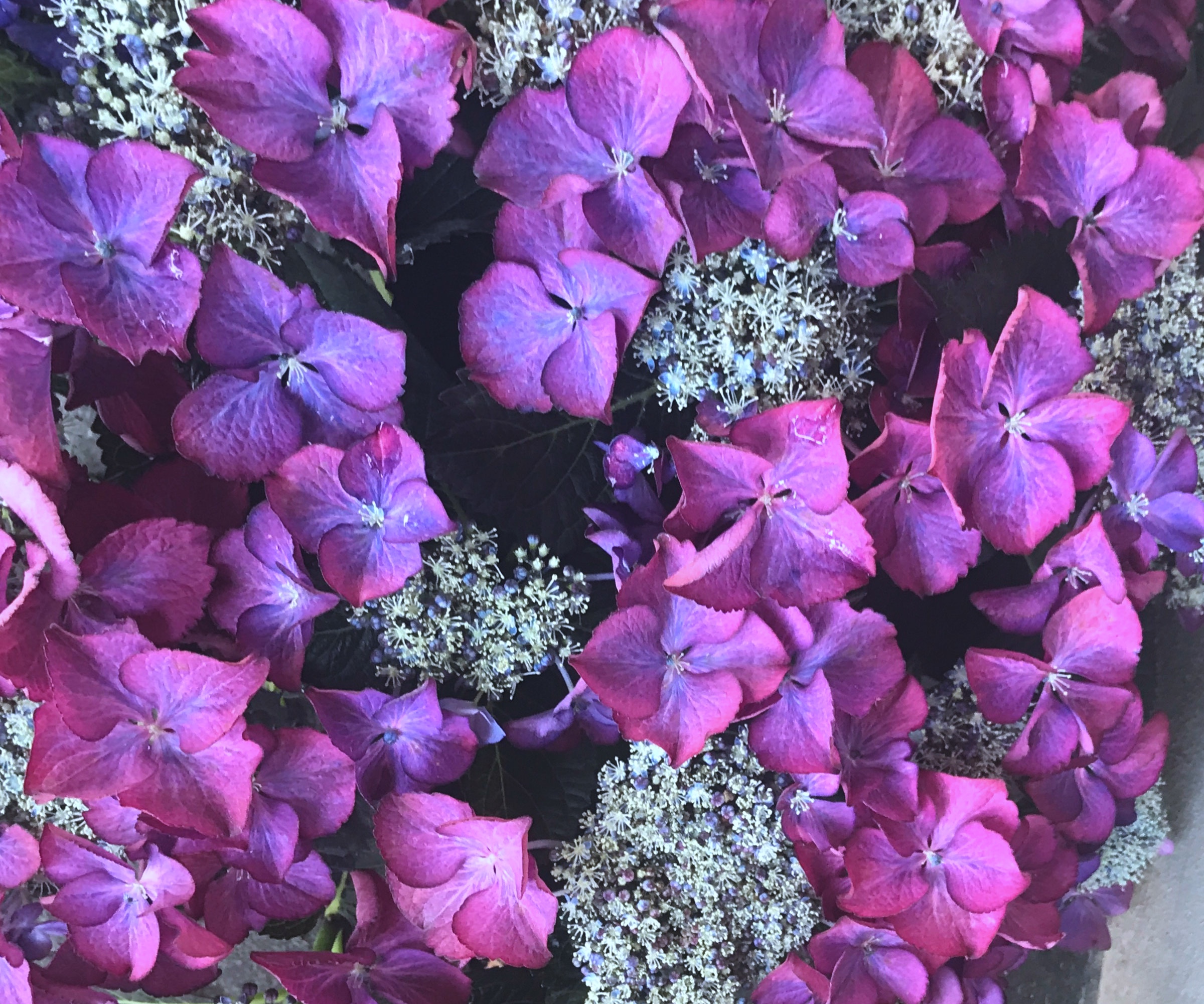 purple hydrangea Kardenal Violet flower in detail
