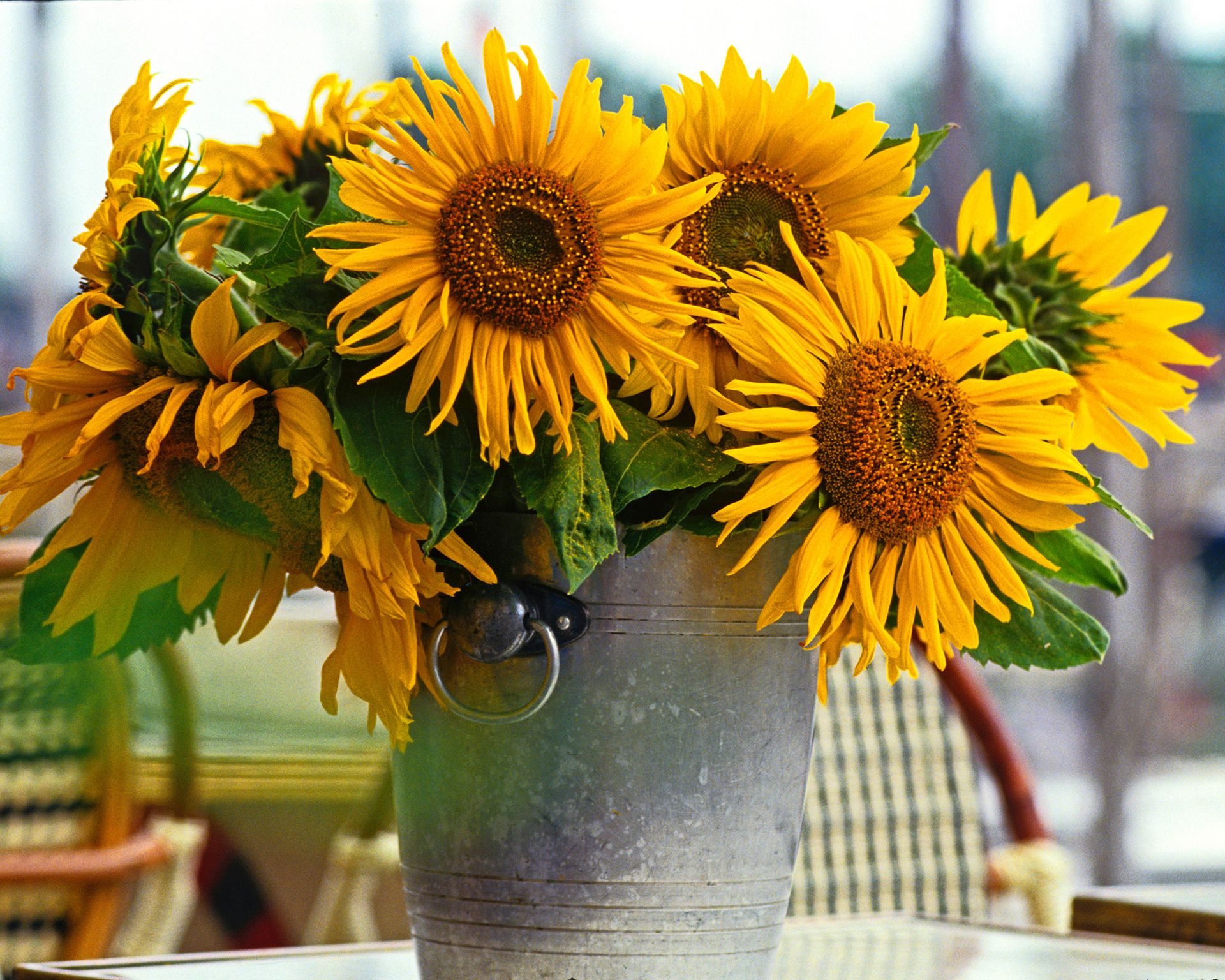 What To Plant In June Our Top 10 Picks For Vibrant Gardens Gardeningetc