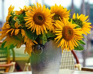 Yellow sunflowers cut and in a metal bucket