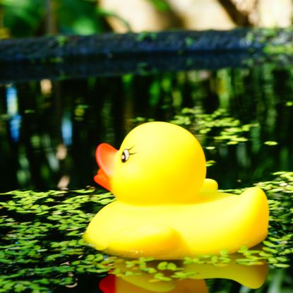 yellow rubber ducks in bird bath