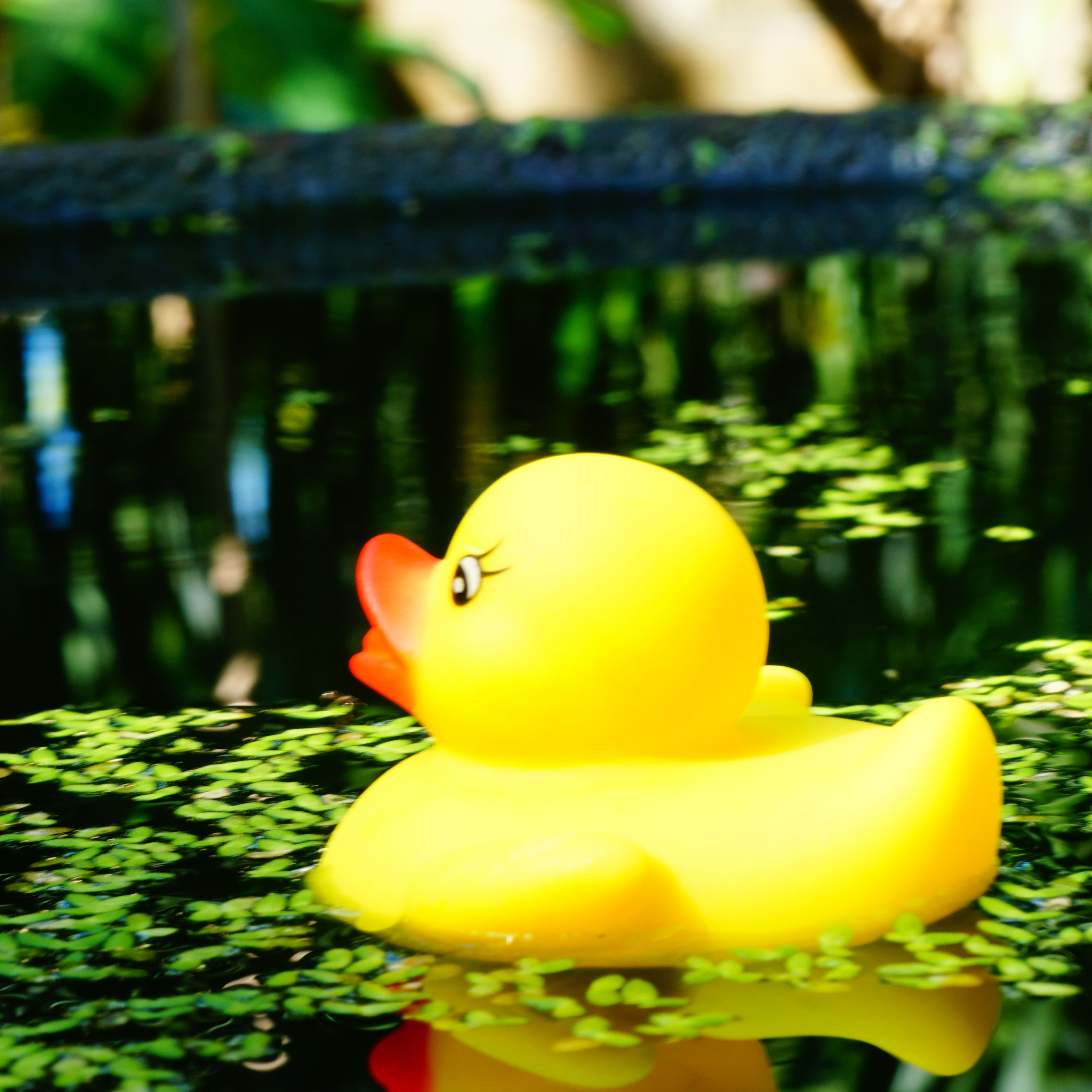 yellow rubber ducks in bird bath