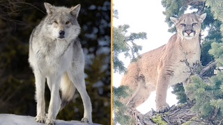 Two photographs side-by-side. (Left) A Yellowstone wolf stands staring at the camera on a snowed upon ground, (Right) a cougar stares at the camera while up high in a tree canopy.
