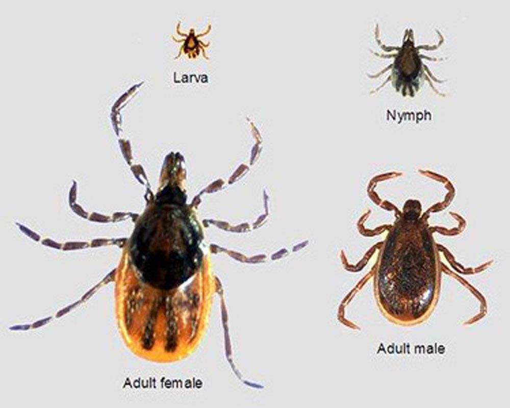 various stages of ticks