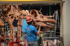 titanosaur fossils