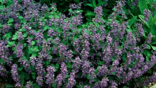 Catmint plant with purple flowers