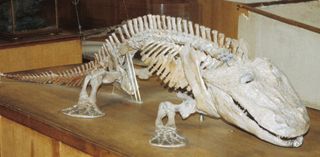 A skeleton of one of the earliest land creatures.