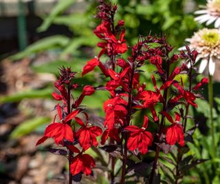 Red cardinal flowers in bloom