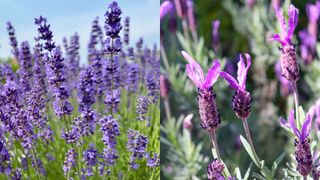 English and French lavender flowers