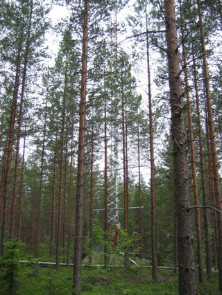 The Hyytiälä forest in Finland, where scientists watched the birth of aerosol particles.