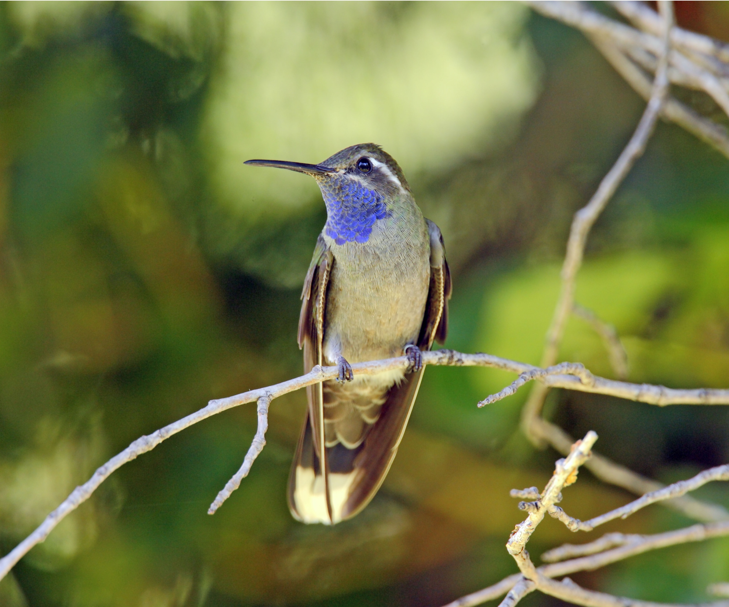 Hummingbird perching on branch