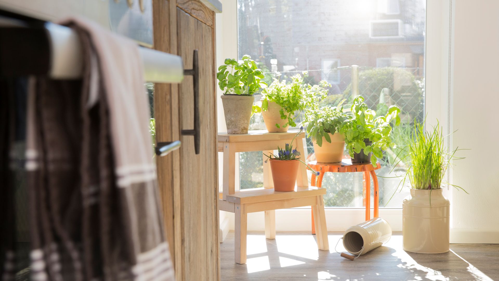 House plants and herbs beside window used as a method for how to get flies out of a house