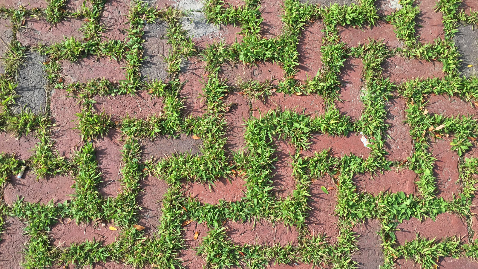 Weeds growing between paver bricks on patio