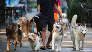 dog walker with lots of dogs