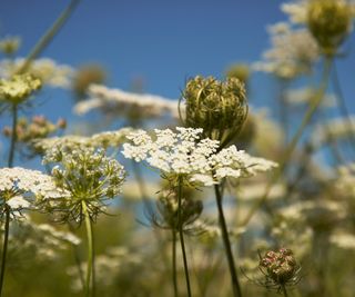 Flowering carrot