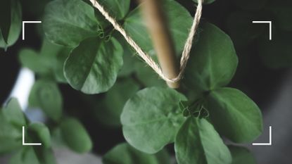  picture of broad bean plant being supported by bamboo and twine