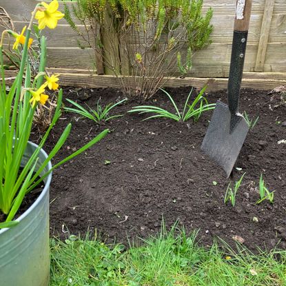 garden bed with spade and daffodils 