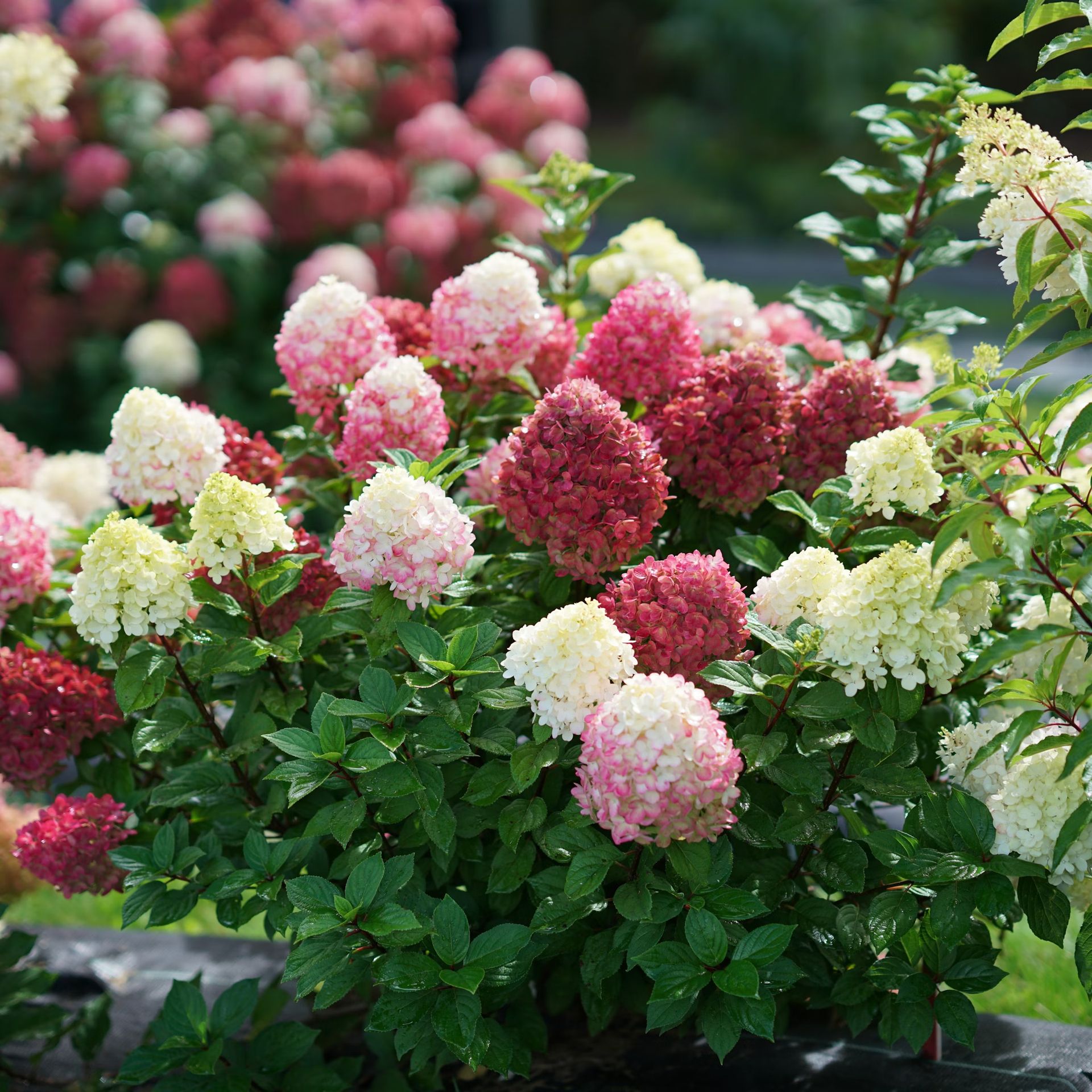 Little Lime Punch hydrangea in garden