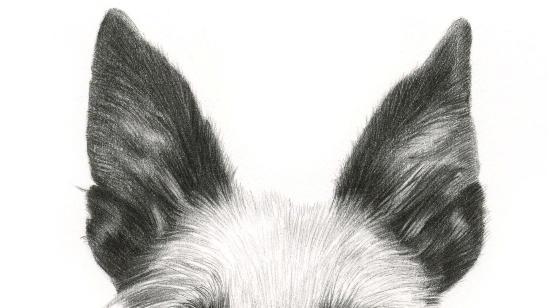 Draw a pencil portrait of a dog Creative Bloq