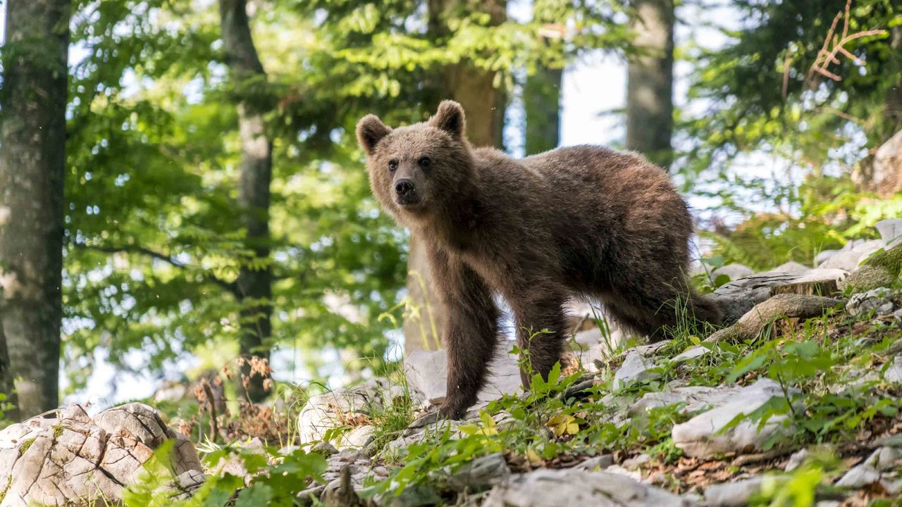 bear walking in woods