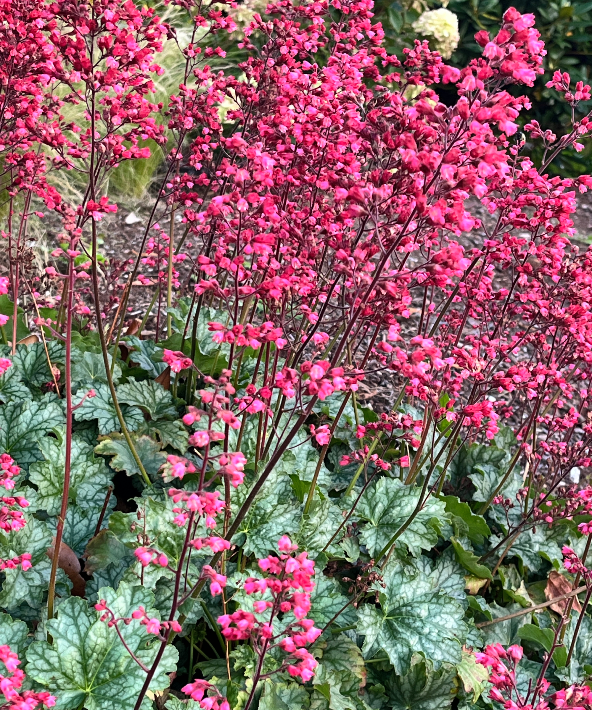 variegated coral bell plants with pink flowers