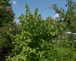 Summer Green Leaves on a Deciduous Common or Black Mulberry Tree (Morus nigra 'Chelsea')