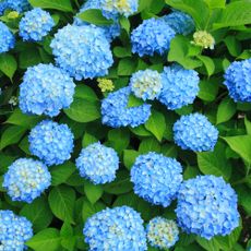 overhead of blue hydrangea shrub