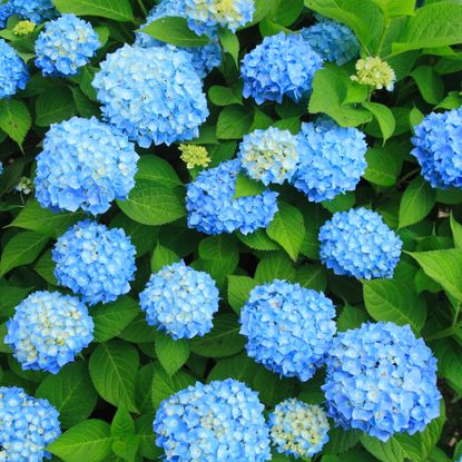 overhead of blue hydrangea shrub