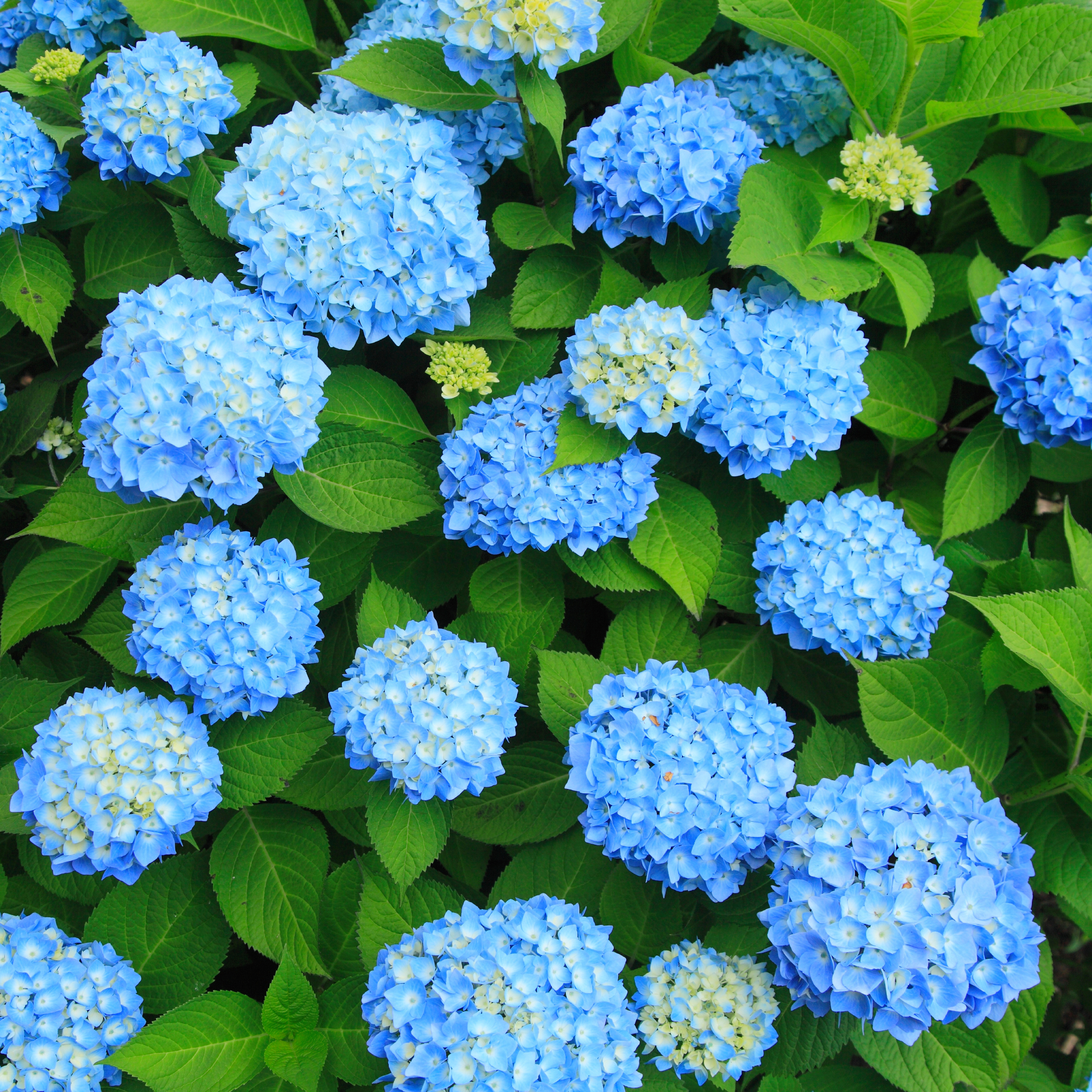 overhead of blue hydrangea shrub