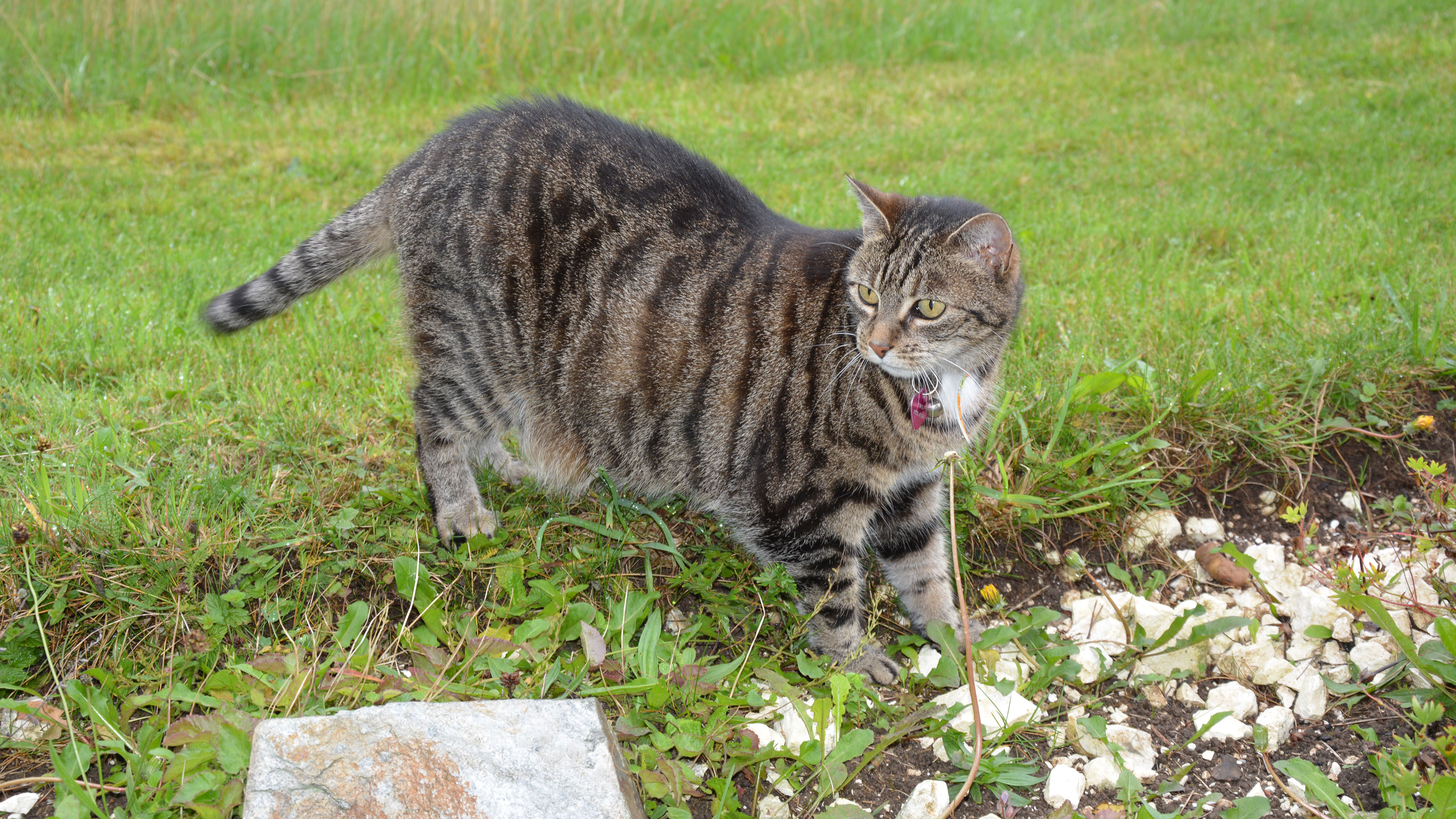 How To Keep Cat Off Your Lawn at Robert Hensley blog