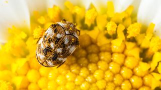 A close-up of a carpet beetle on top of a flower