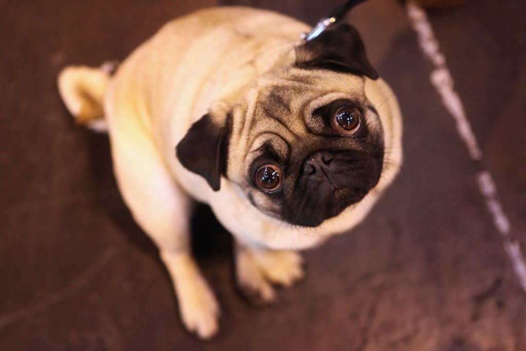 A pug.