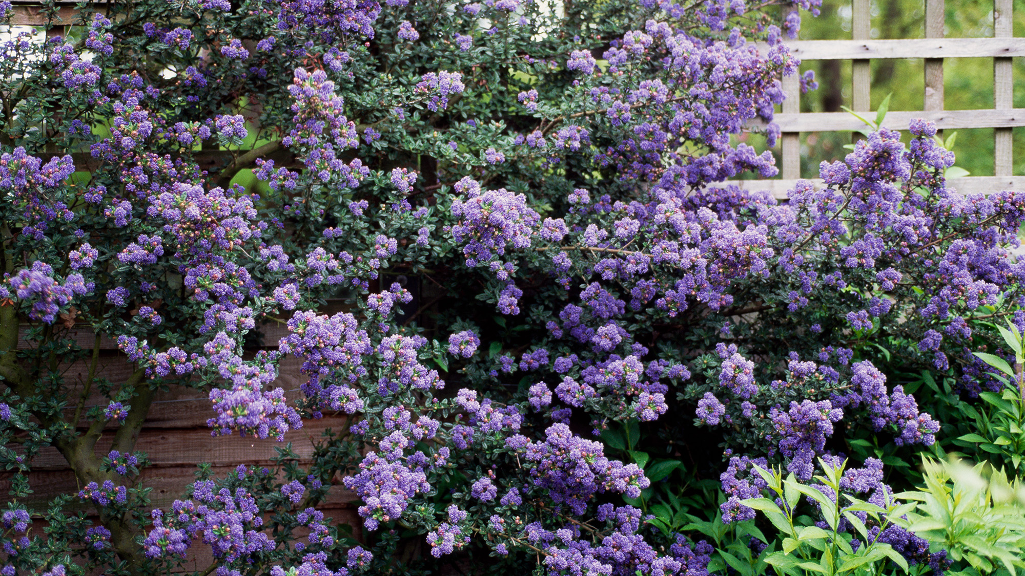 Blue Blossom Ceonothus