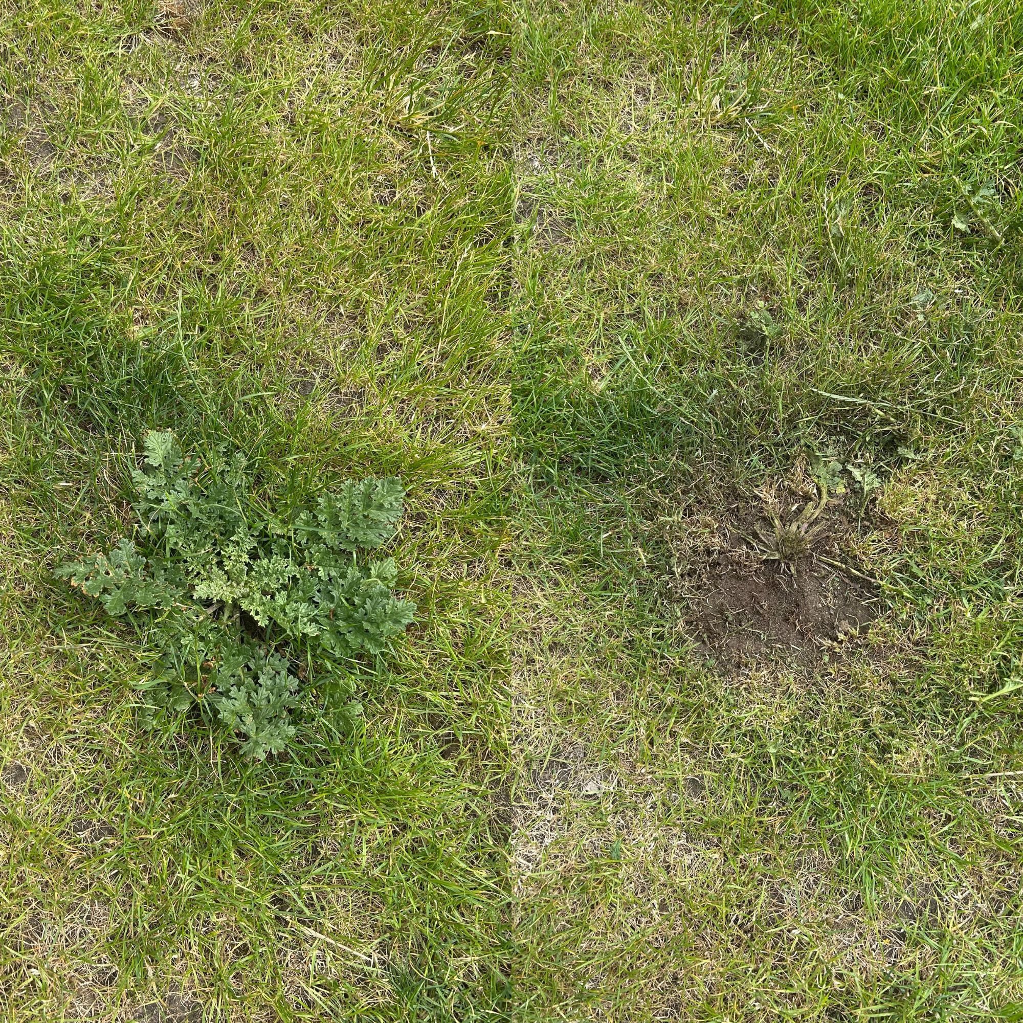 VonHaus G-Series Cordless Grass Trimmer - weed removal before and after photos
