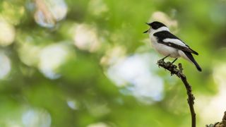 Bird singing on twig