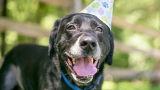 Dog looking happy about International Dog Day