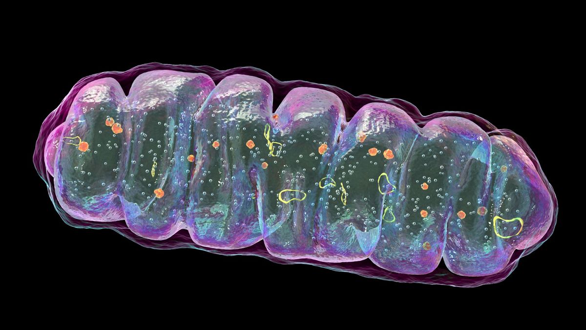 Medical illustration of a mitochondrion against a black background. The outline of the mitochondrion is in fluorescent purple and is undulating. Inside, there are fluorescent orange and yellow blobs and circles, as well as patches of fluorescent green and blue. 