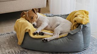 Jack Russell sleeping in a dog bed