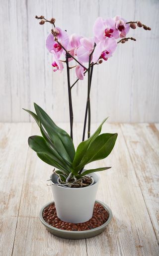 A pink phalaenopsis orchid in a pot