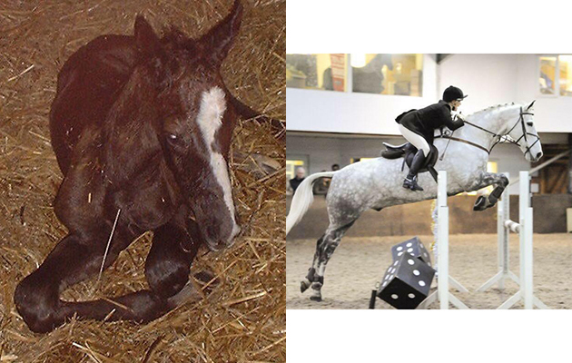 &ldquo;This is my now 14-year-old Irish Sports Horse (more Irish than sports horse!), Brecks Jubilee. He was bay as a foal, pictured on the day he was born in 2002&rdquo; &mdash; Kirsty Keeton