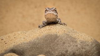 Bearded dragon