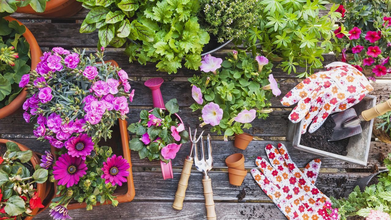 Plants and gardening tools on potting table