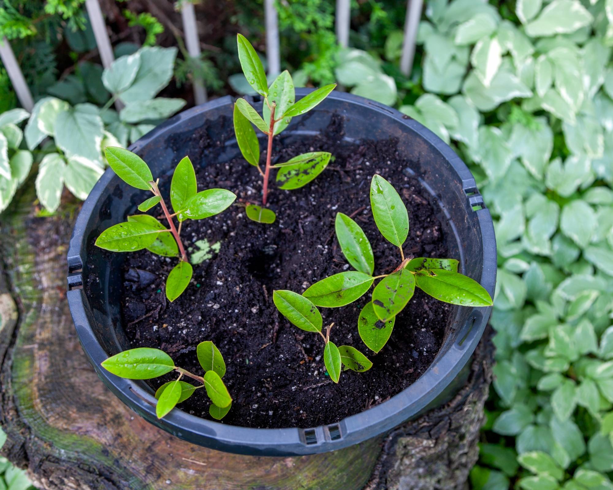 Propagating azalea cuttings