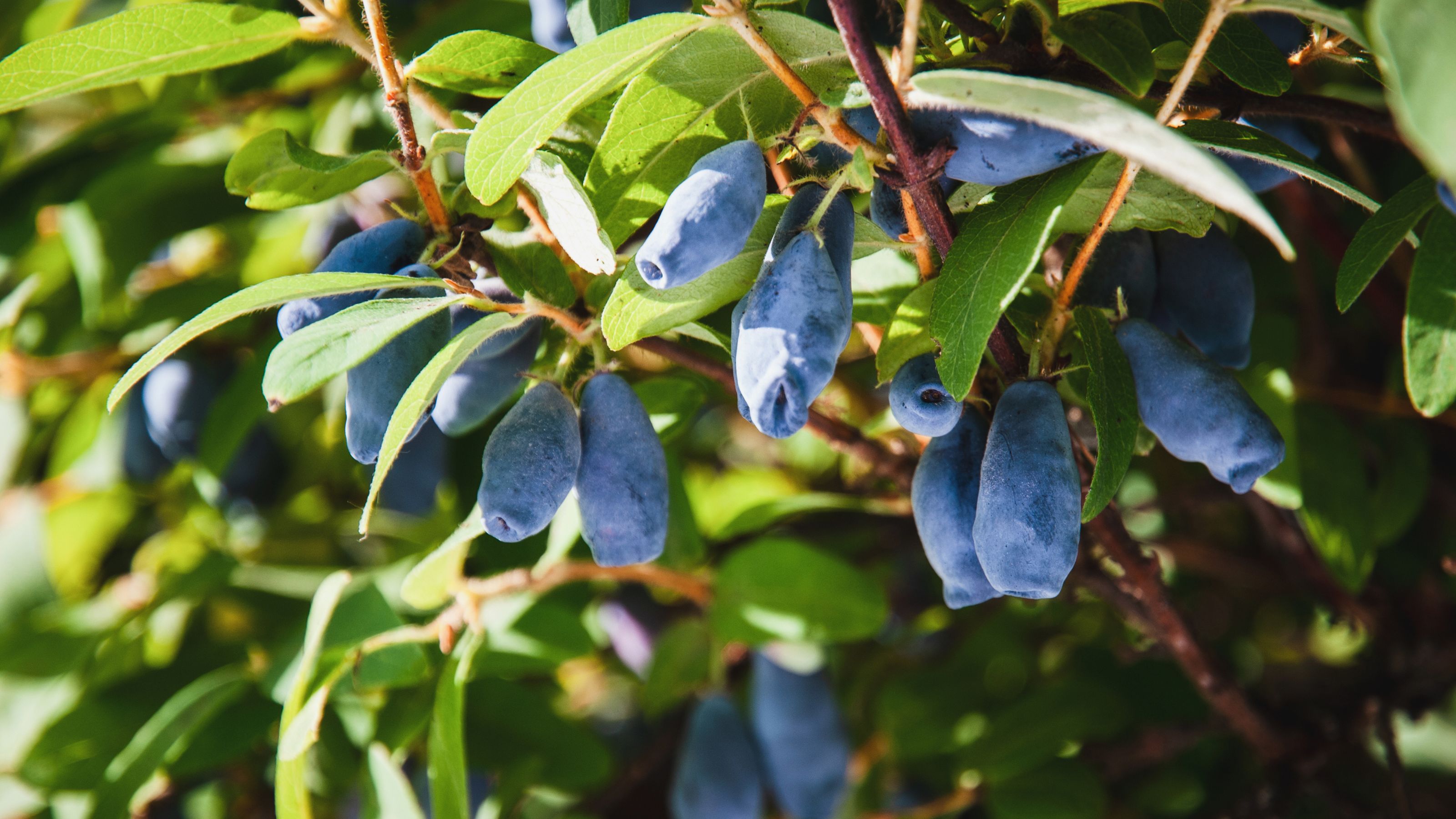 Honeyberries growing on honeyberry plant in garden