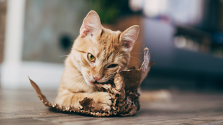 Ginger cat lying on its belly and chewing a piece of cardboard