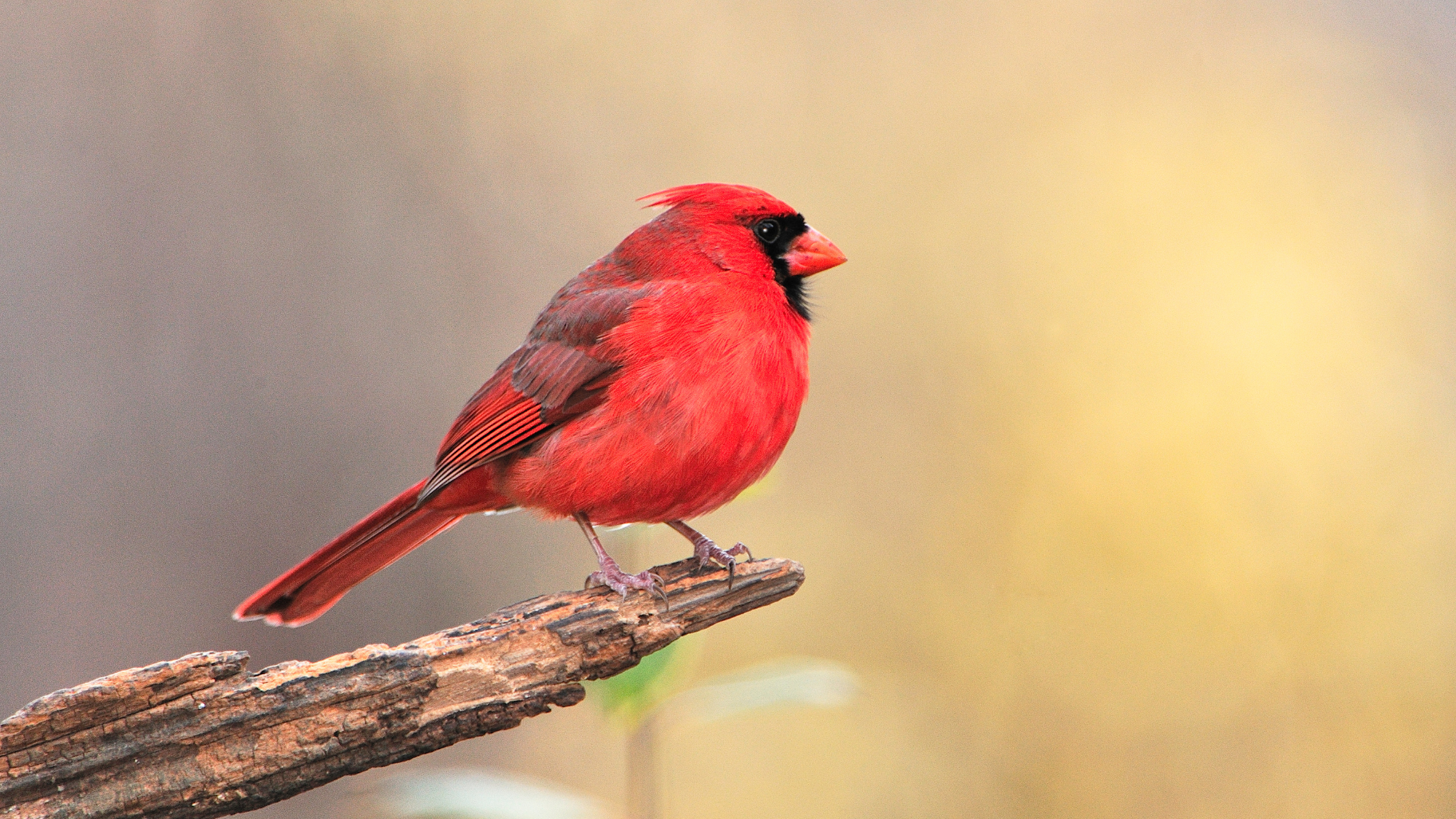 The state birds of the USA