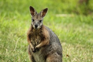 A wallaby sitting up